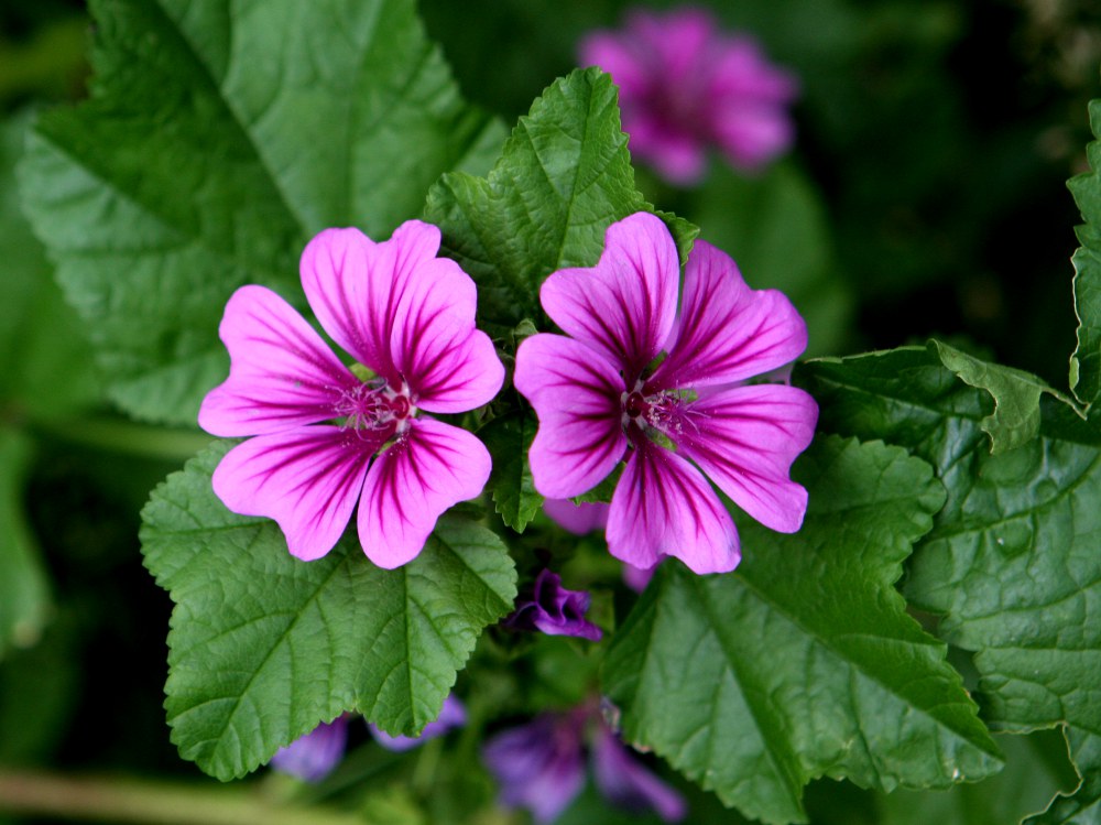 Seeds Of Common Mallow Malva Sylvestris The Original Garden